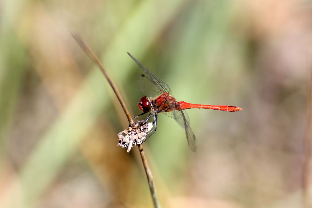 Sympetrum sanguineum? Tutti?